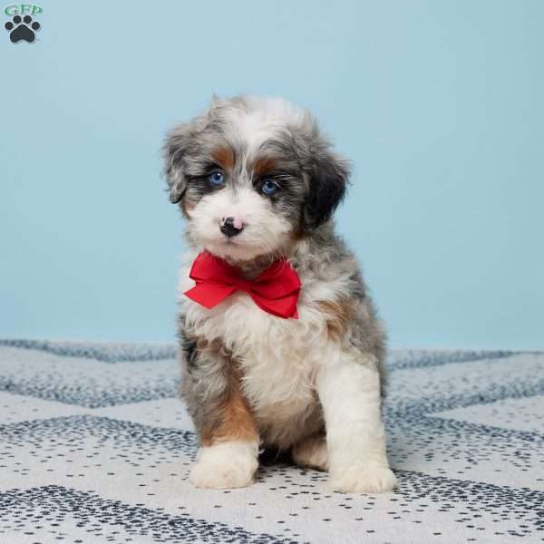 Frankie, Mini Aussiedoodle Puppy